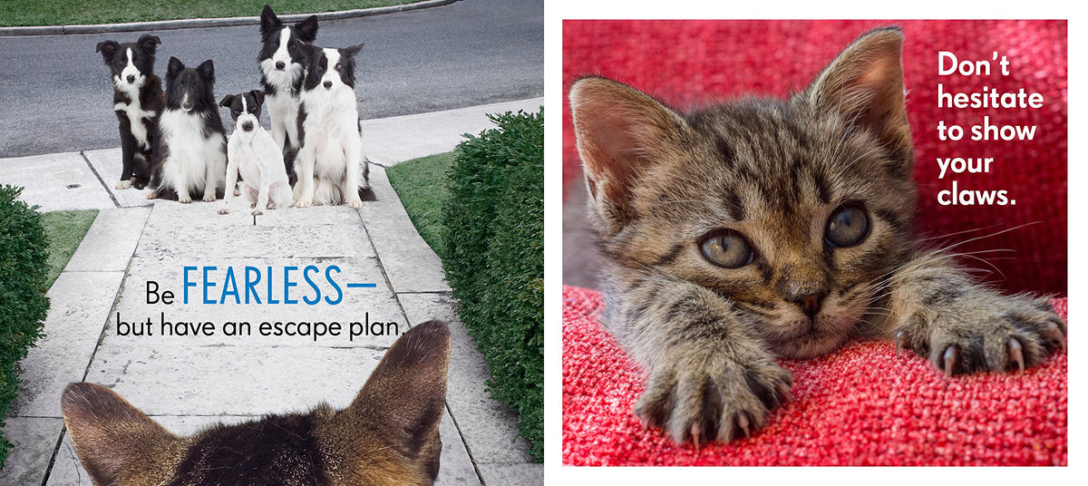 Really Important Stuff My Cat Has Taught Me - Just Fabulous Palm Springs