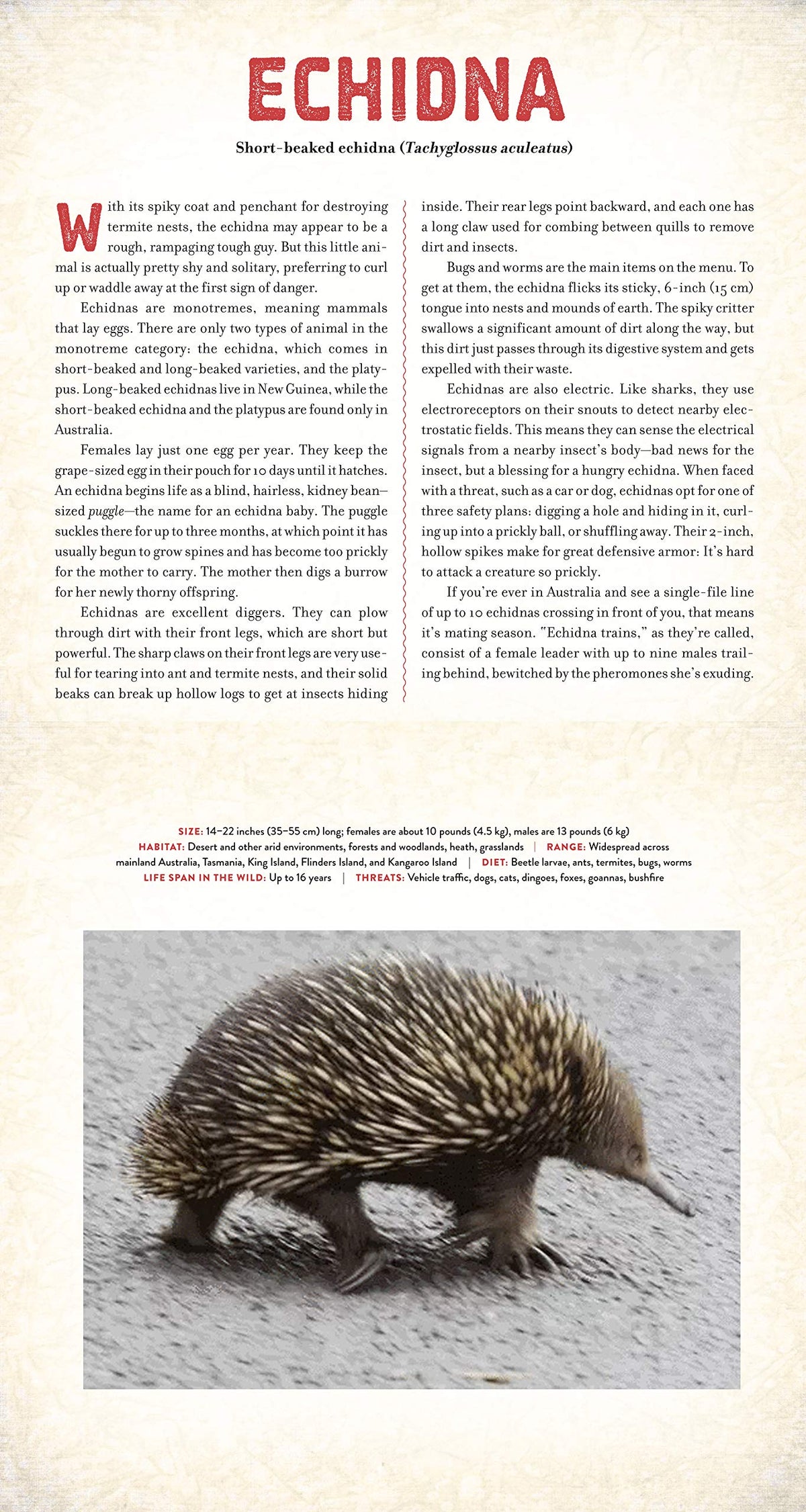 Outback - Photicular Book - Just Fabulous Palm Springs