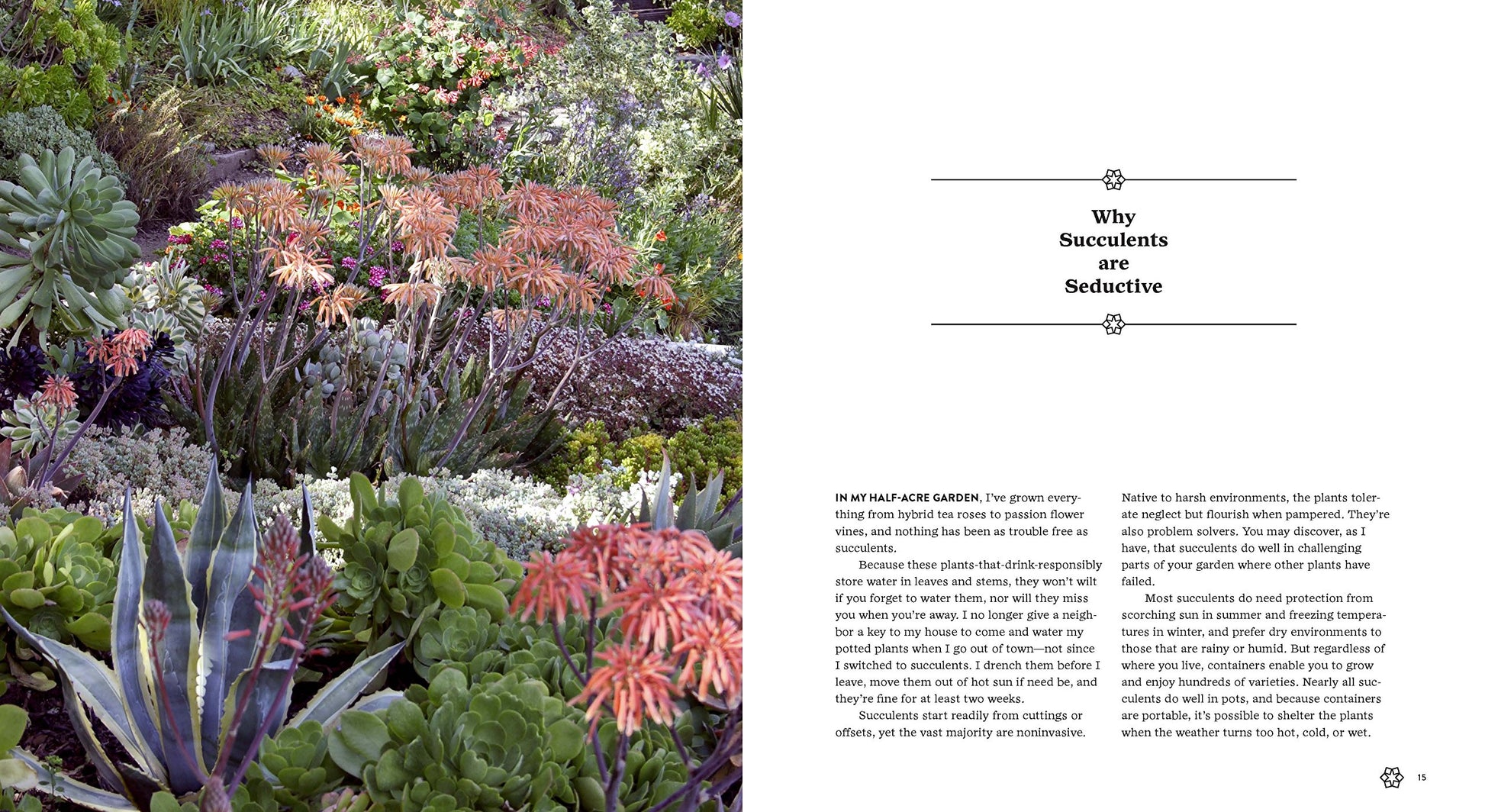 Succulents Simplified - Just Fabulous Palm Springs