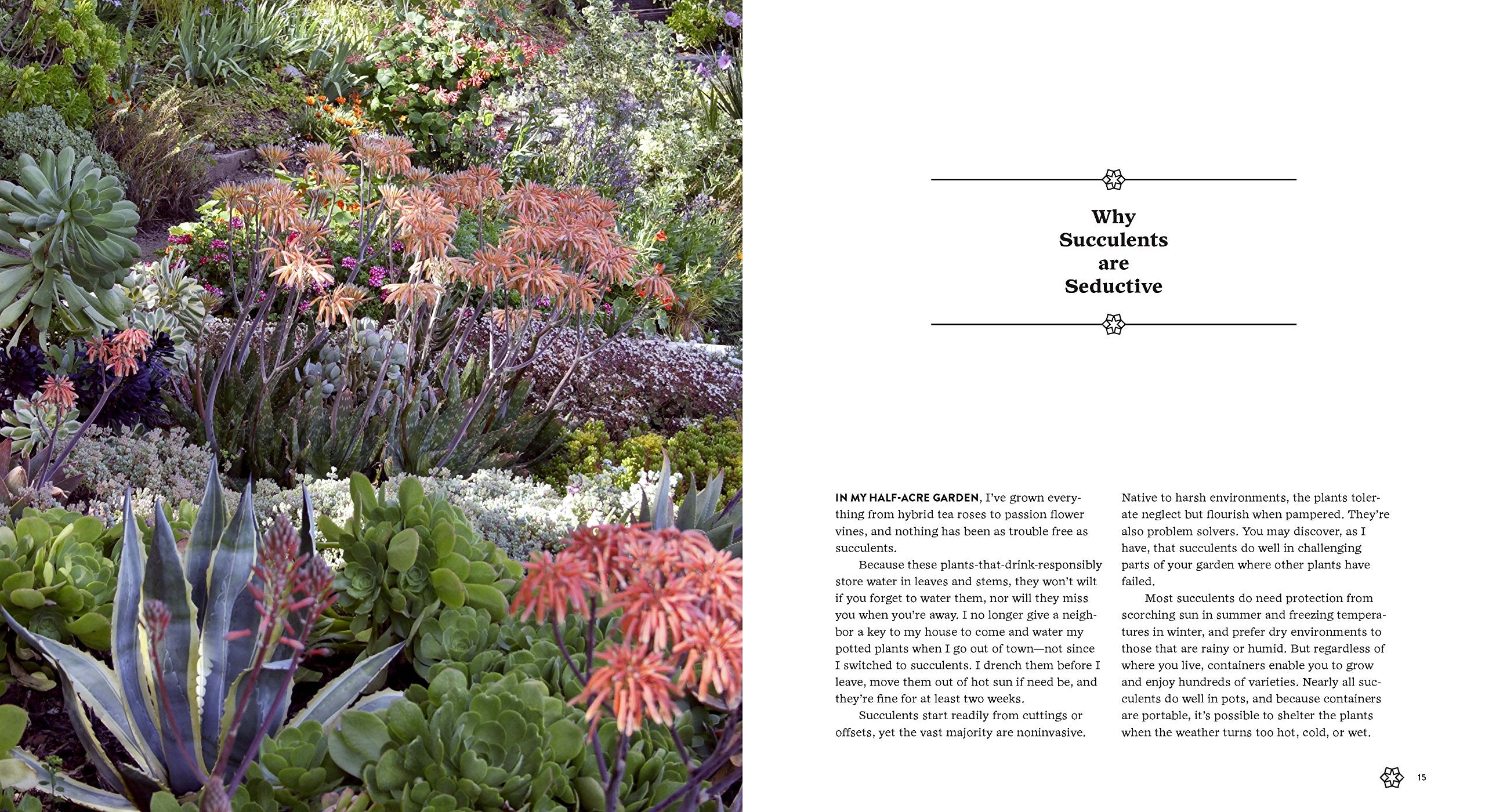 Succulents Simplified - Just Fabulous Palm Springs