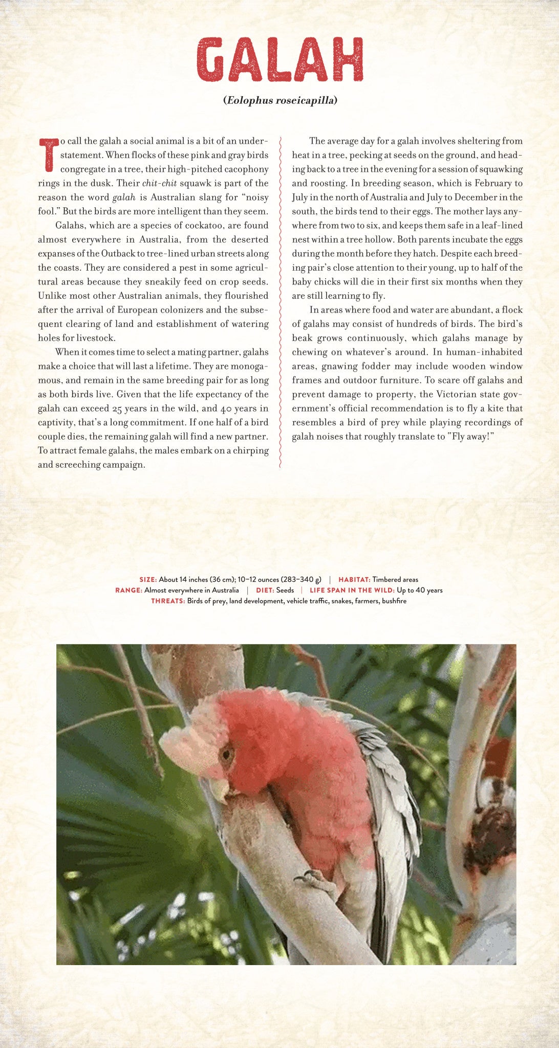 Outback book