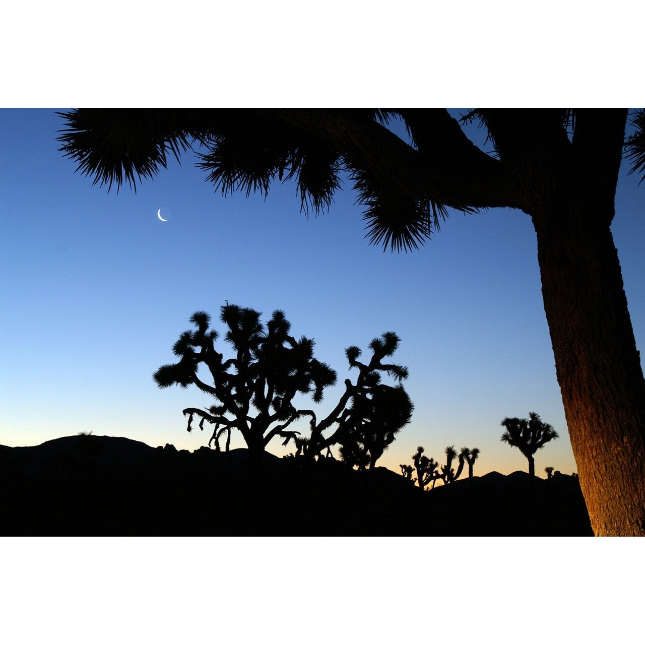 Joshua Tree National Park - Crescent Moon - Greeting Card