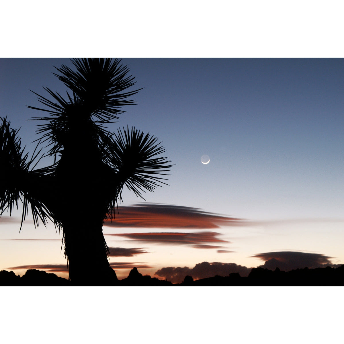 Joshua Tree National Park Moon Greeting Card - Just Fabulous Palm Springs