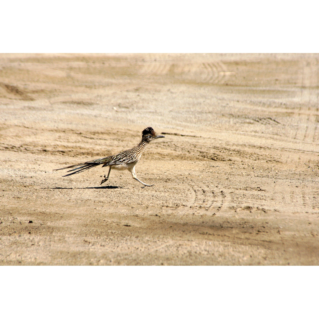 Desert Roadrunner Greeting Card - Just Fabulous Palm Springs
