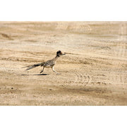 Desert Roadrunner Greeting Card - Just Fabulous Palm Springs