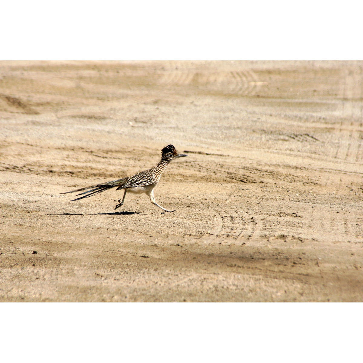 Desert Roadrunner Greeting Card - Just Fabulous Palm Springs