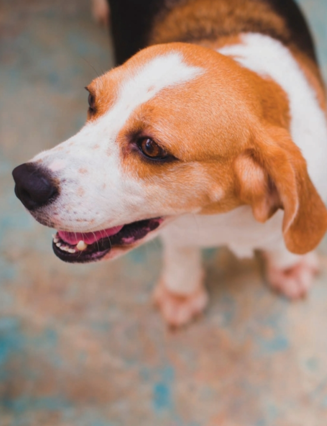 The Secret Language Of Dogs - Just Fabulous Palm Springs