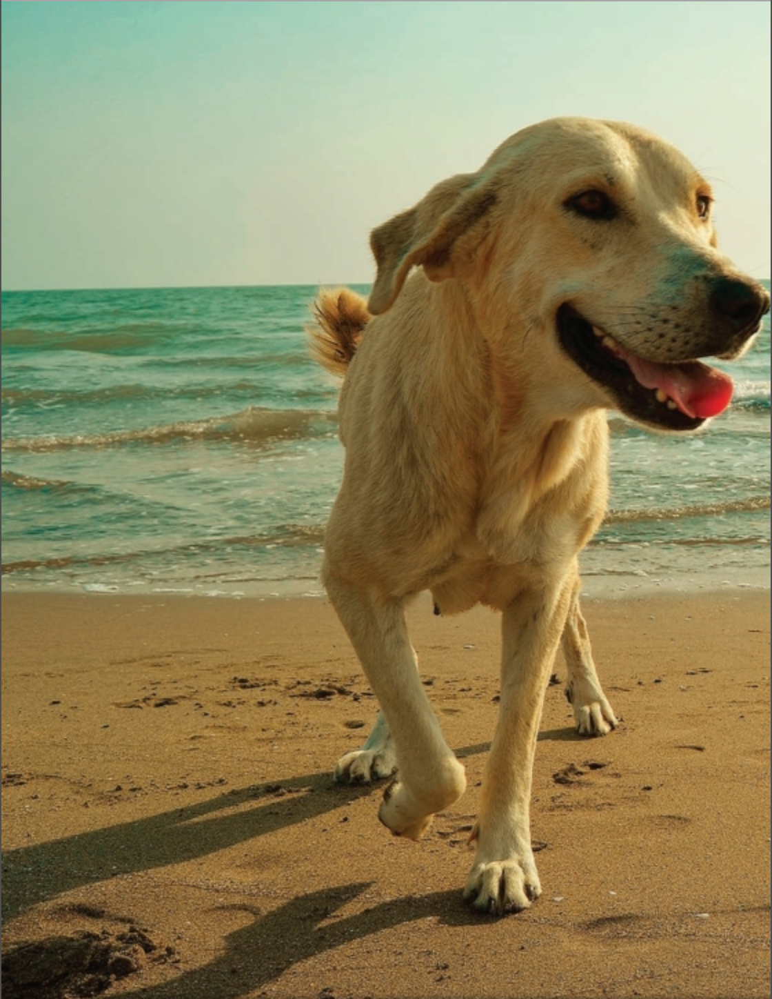 The Secret Language Of Dogs - Just Fabulous Palm Springs