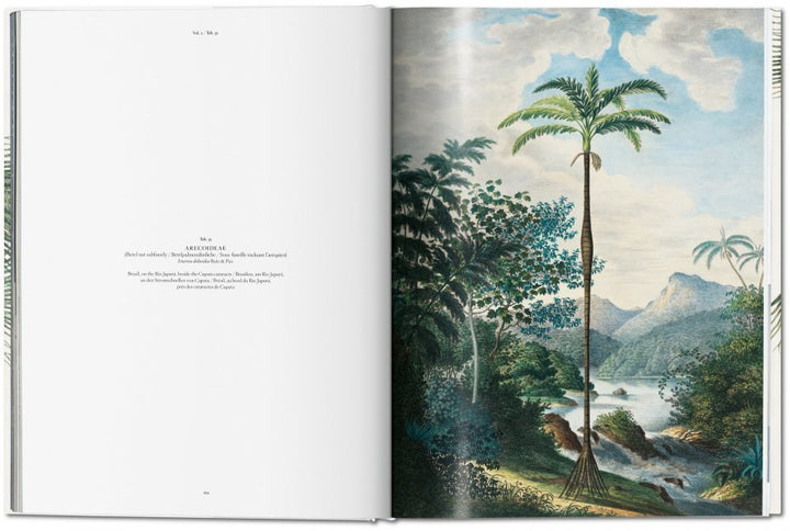 Martius. The Book of Palms