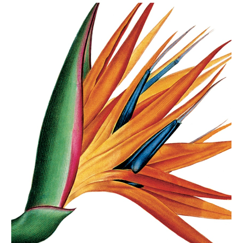 Sterlitza Blank Greeting Card