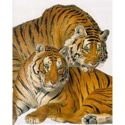 Tigers greeting card