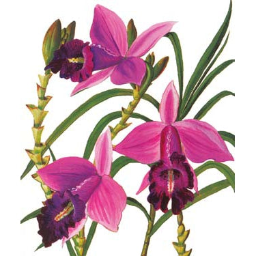 Orchid Blank Greeting Card