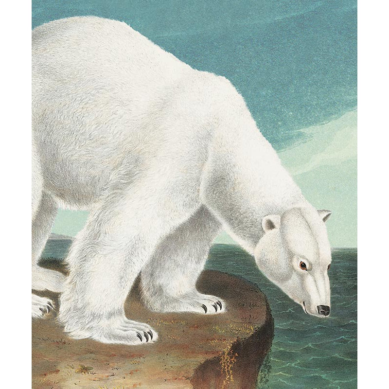 Polar Bear Blank Greeting Card