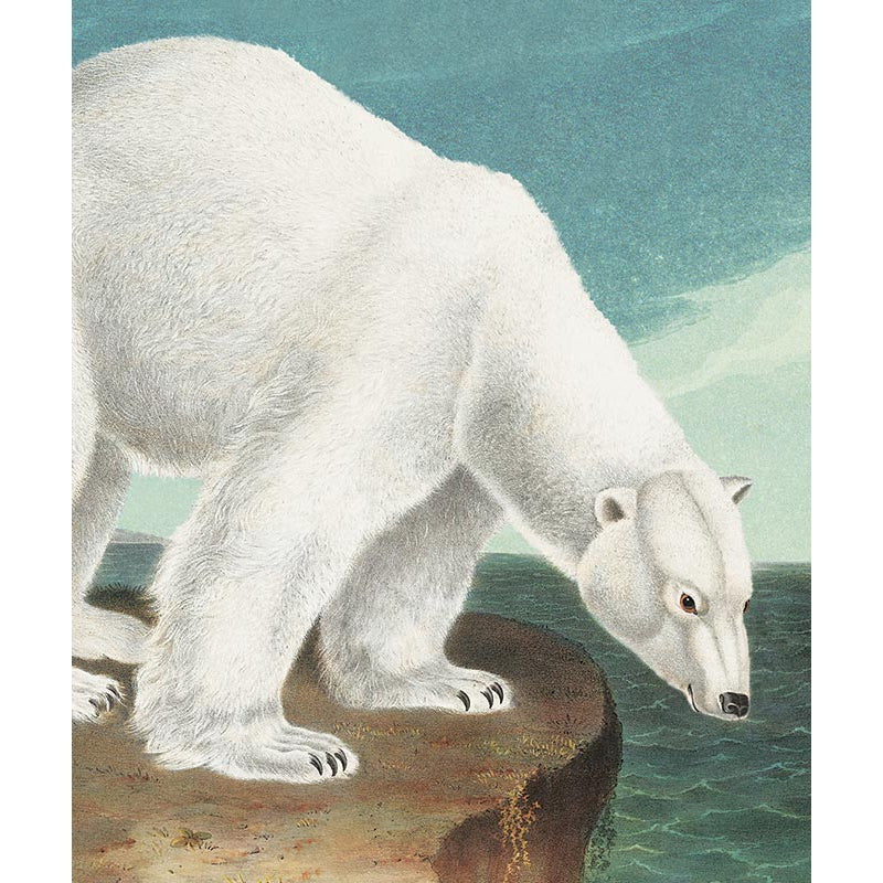 Polar Bear Blank Card