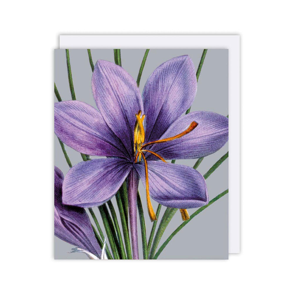 Purple Saffron Blank Greeting Card