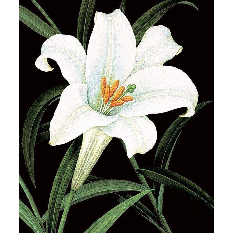 White Flower Blank Greeting Card