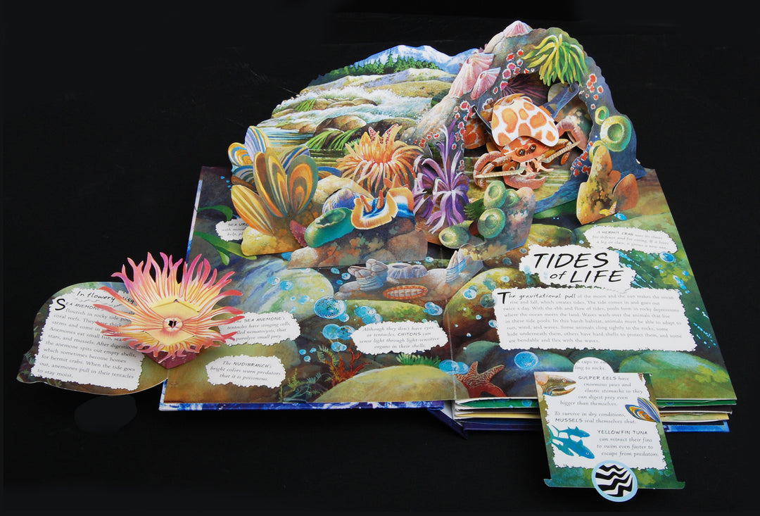 Wild Oceans Pop Up